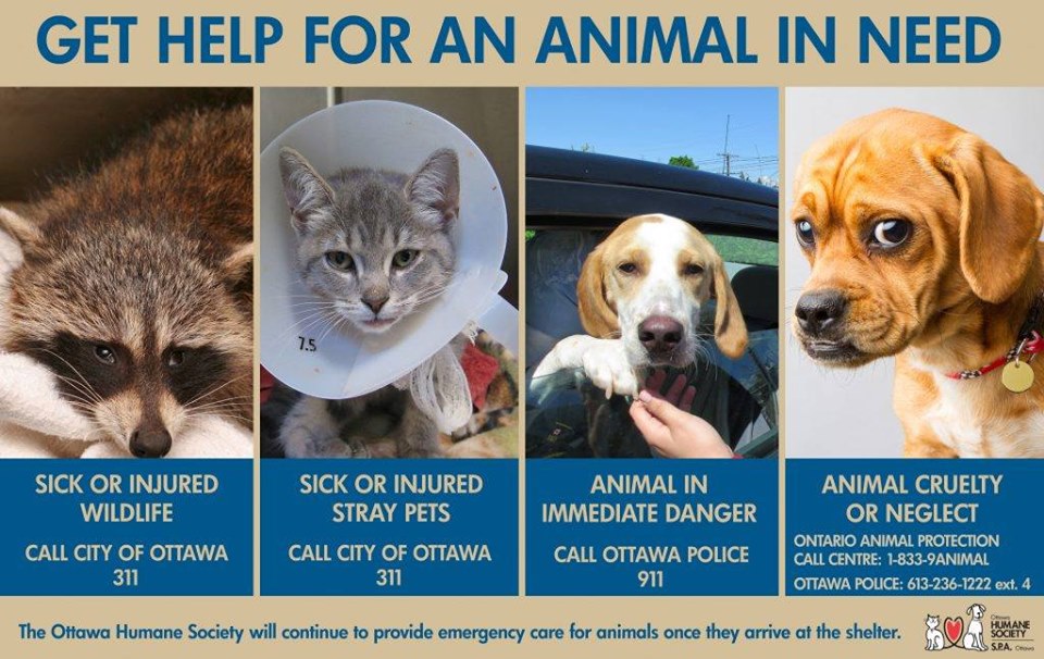 Important numbers for animal control officers, shelters and pounds